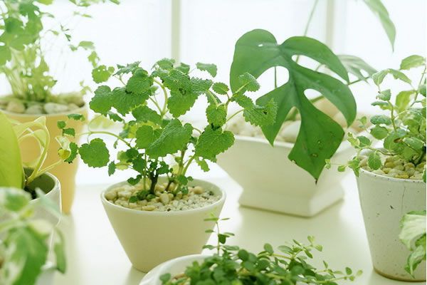 室內(nèi)植物